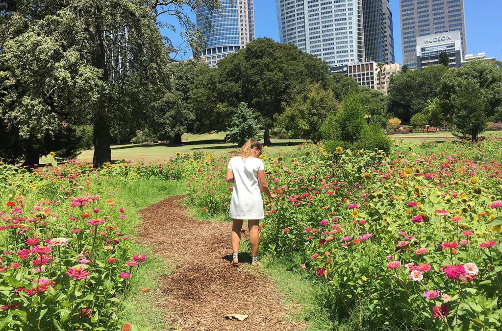 person walking through pink flower meadow