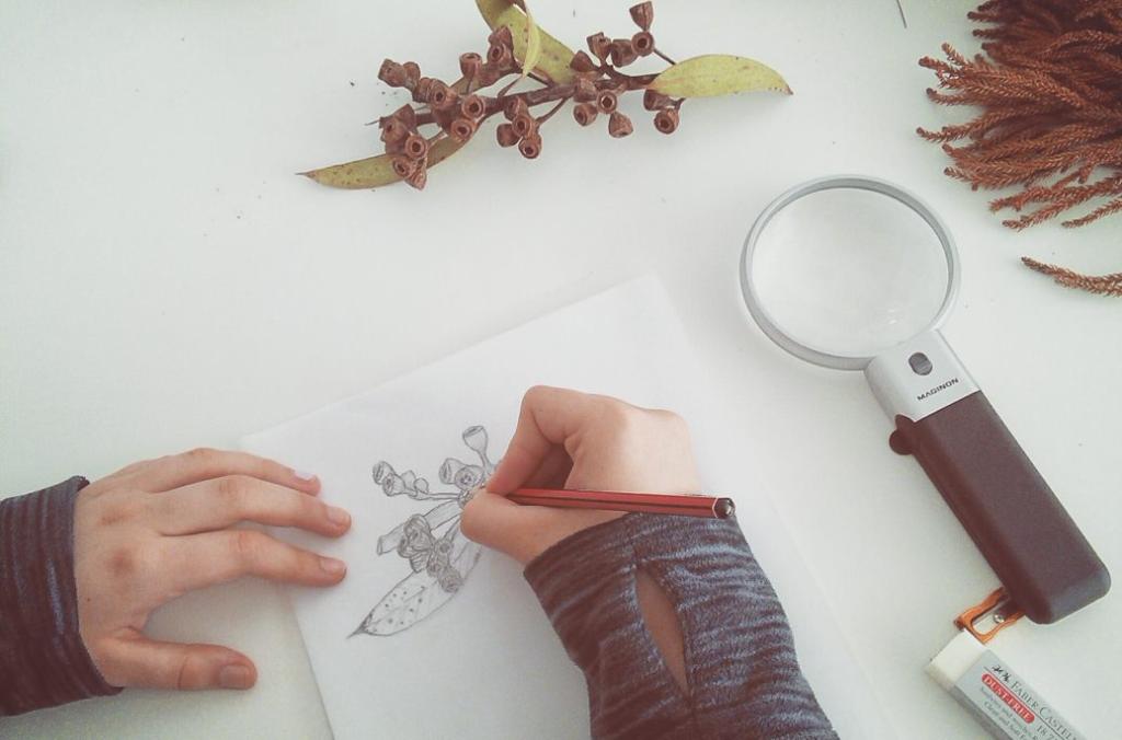 Plant specimens, a magnifying glass and the hands of a botanical illustrator drawing a specimen