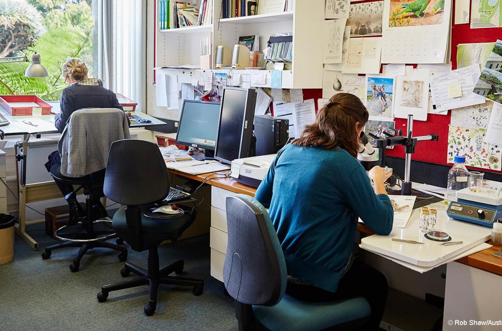 Two botanical illustrators at their desks in the Royal Botanic Garden Sydney