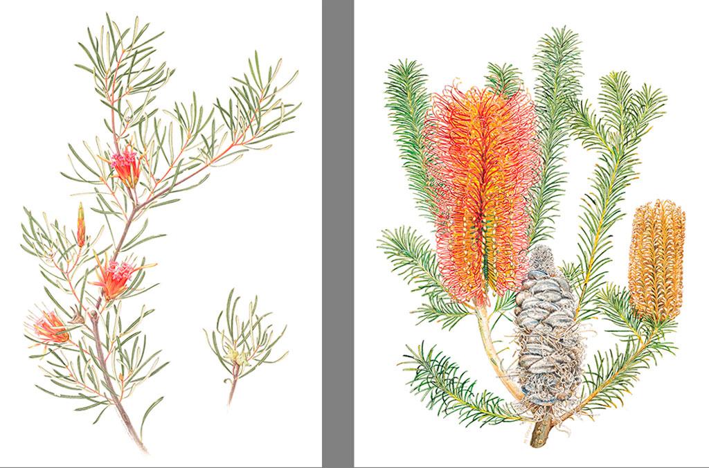 Two botanical illustrations of a Banksia in different stages of flowering
