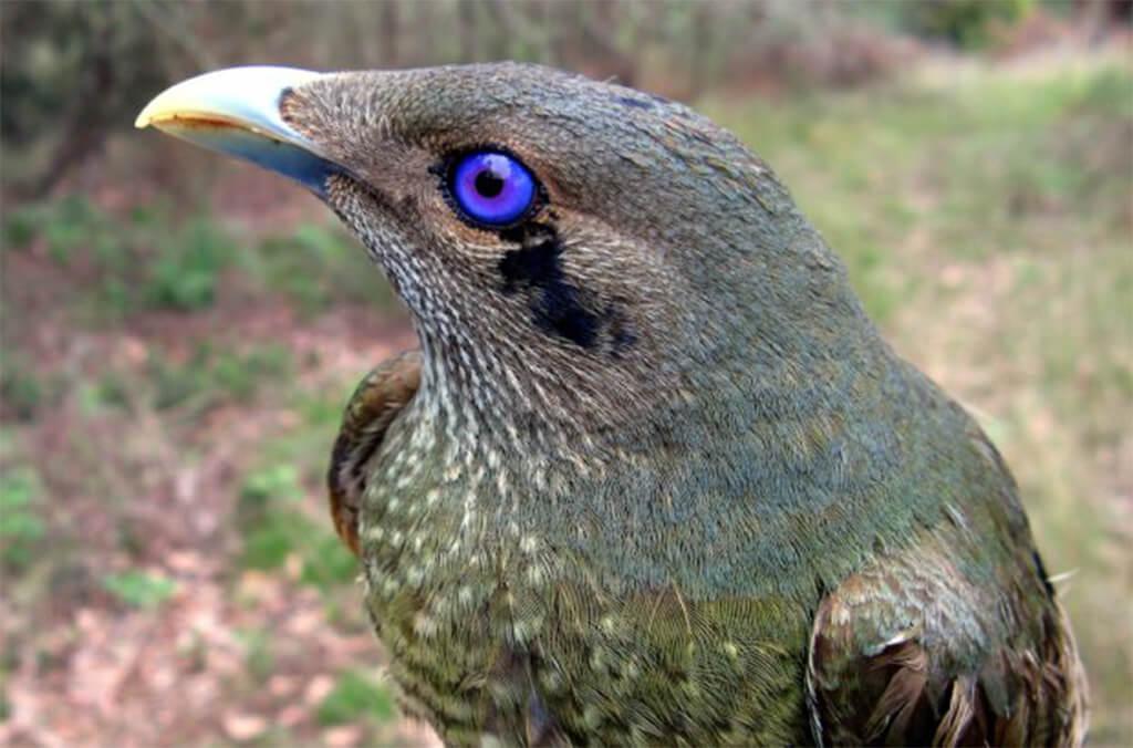 a male satin bowerbird