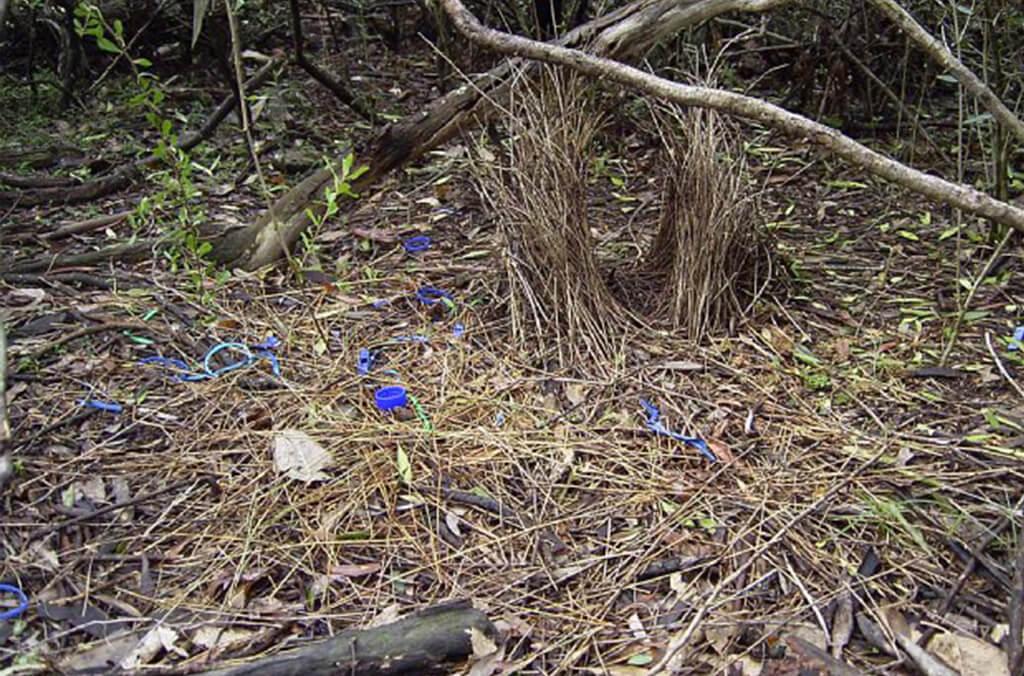 bowerbird nest filled with blue objects