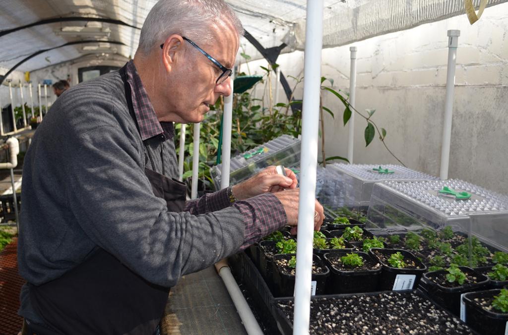 Person tending seedlings in greenhouse