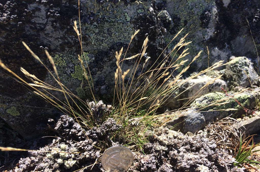 Botanic scientists in Sydney battle climate change | Botanic Gardens of ...