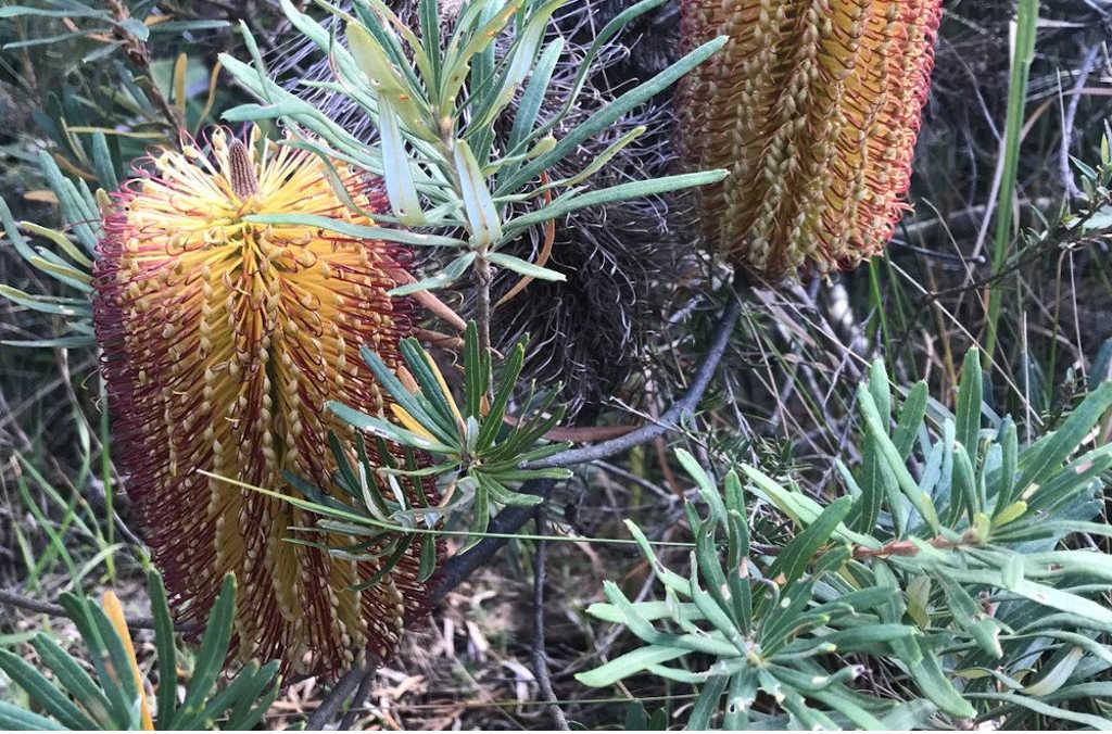 banksia flower close up 