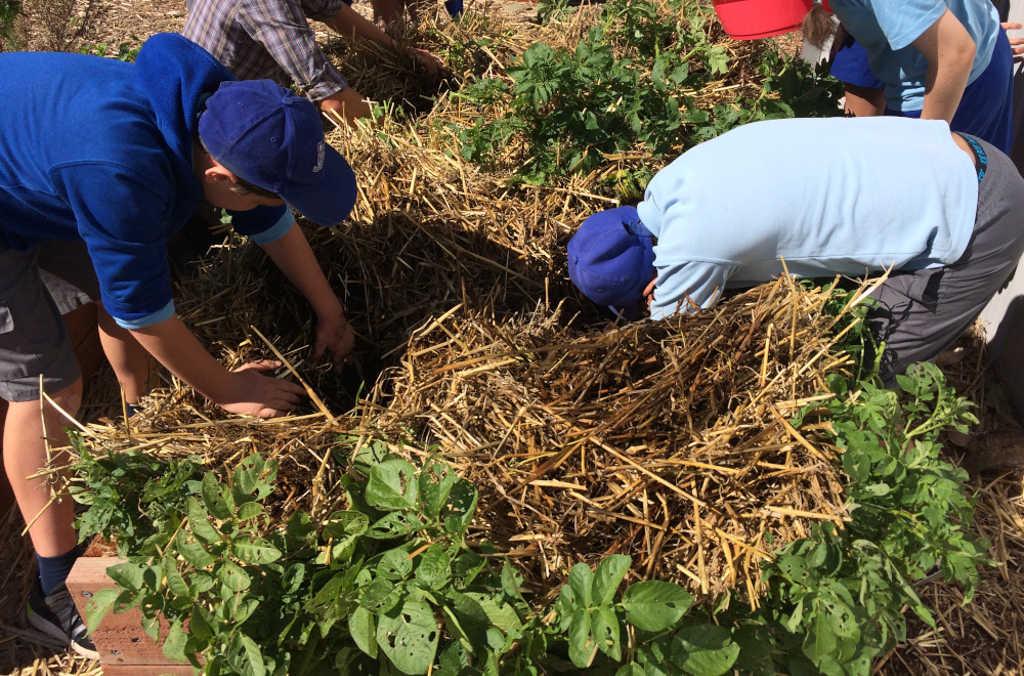 harvesting potatoes rbg 