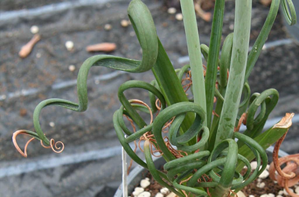 albuca spirals close up 