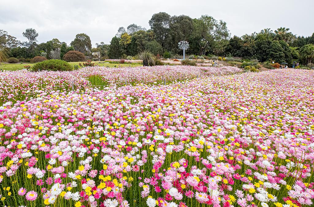 Paper daisy field at Australian Botanic Garden Mount Annan