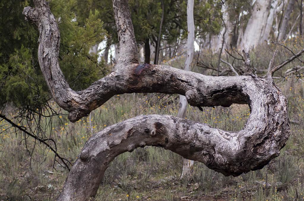 Eucalyptus tree