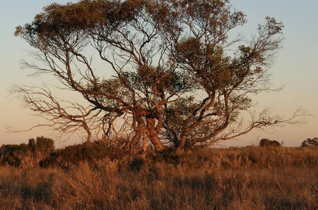 Eucalyptus tree