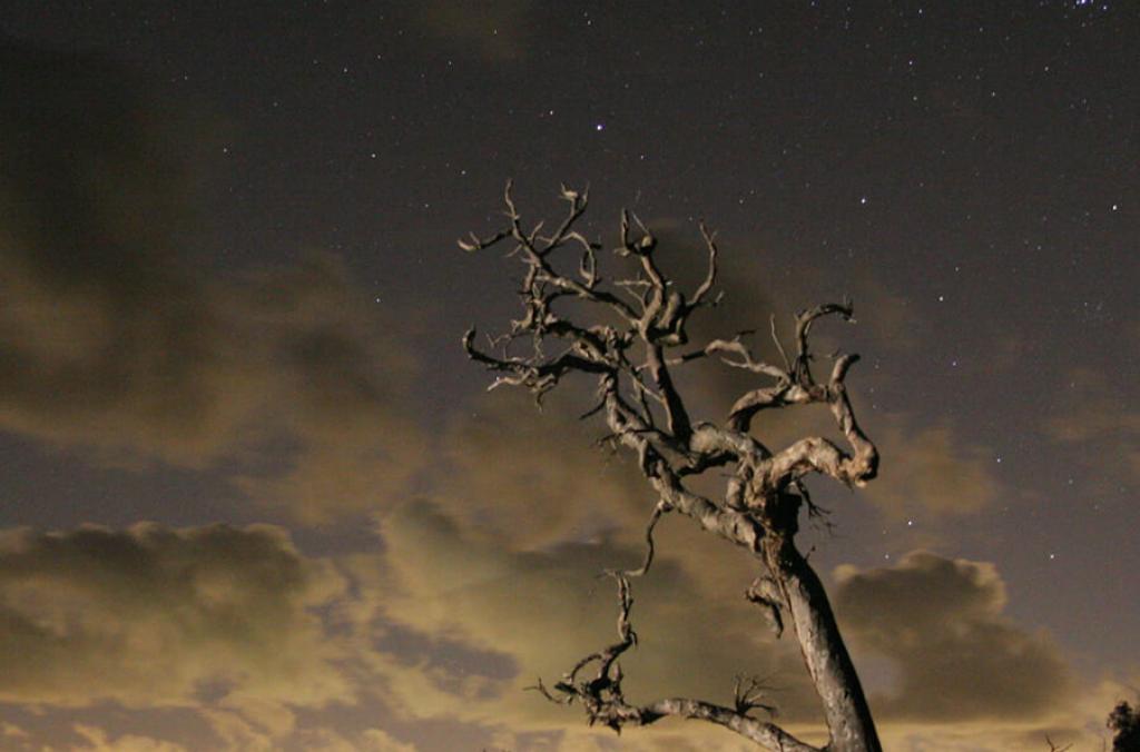 Eucalyptus tree