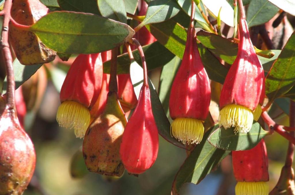 Eucalyptus forrestiana