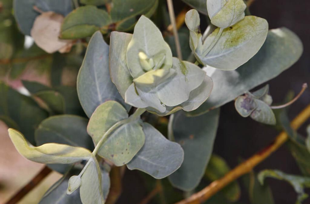 Eucalyptus mooreana