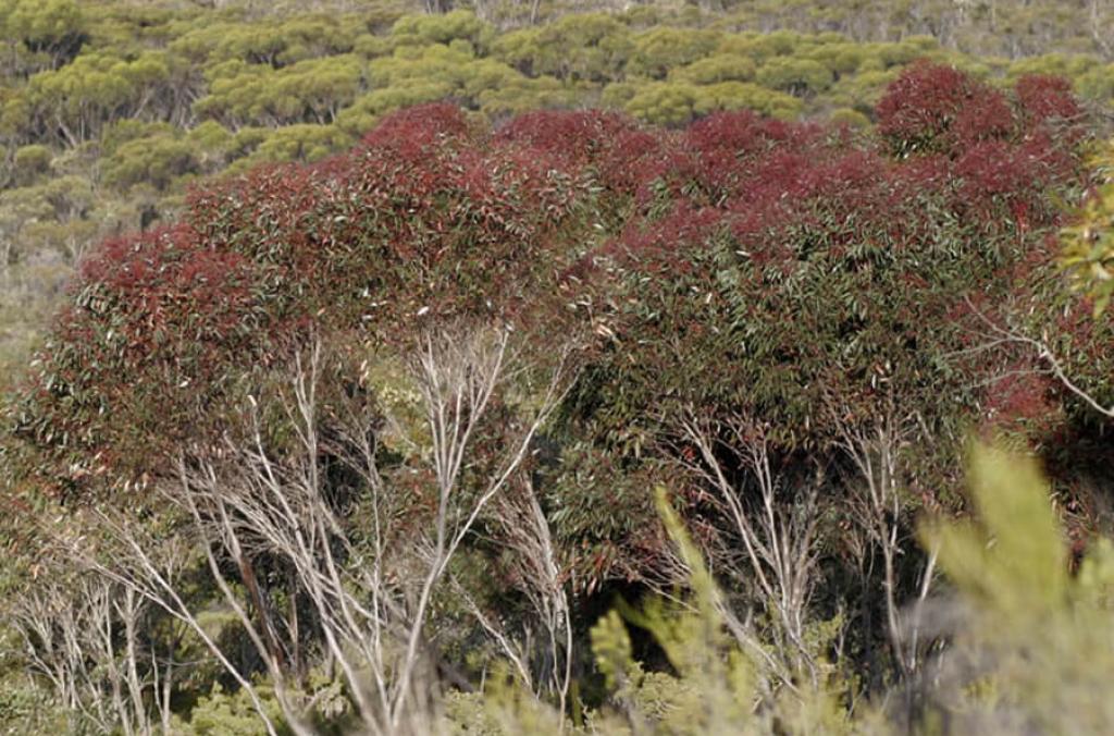 Eucalyptus tree