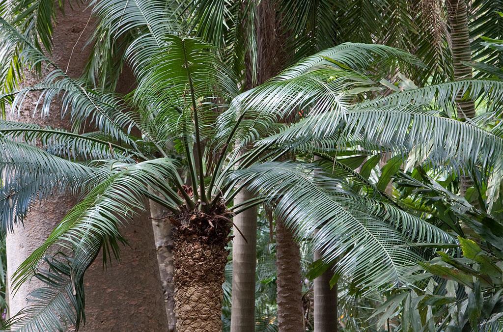 Close up of palm fronds