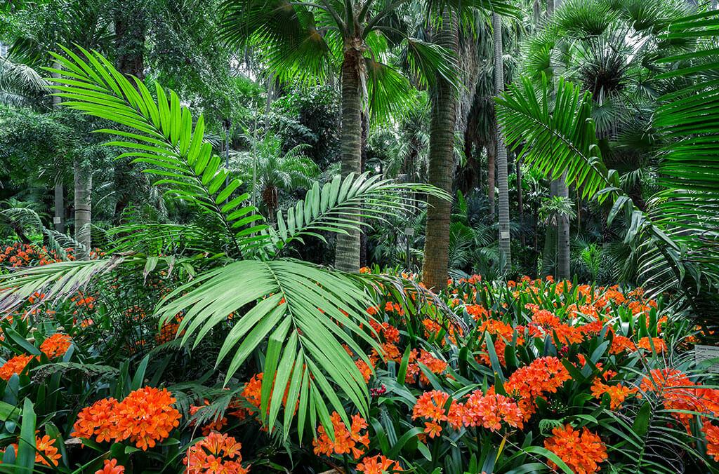 Large palm fronds among the Natal Lilies