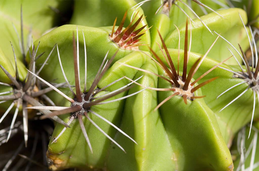 Detailed image of cactus spikes in the Succulent Garden