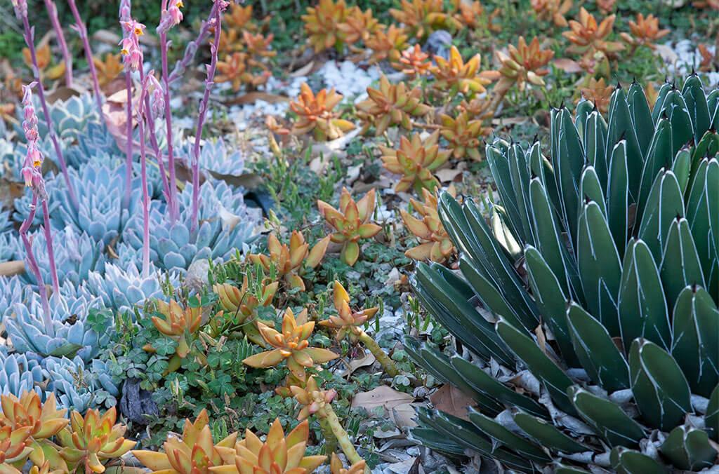 Close up of brightly coloured succulents in the Succulent Garden