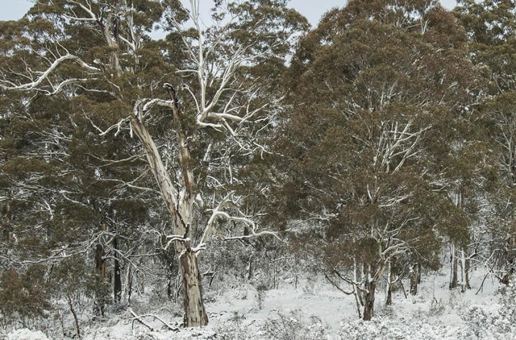 Snow on a eucalyptus