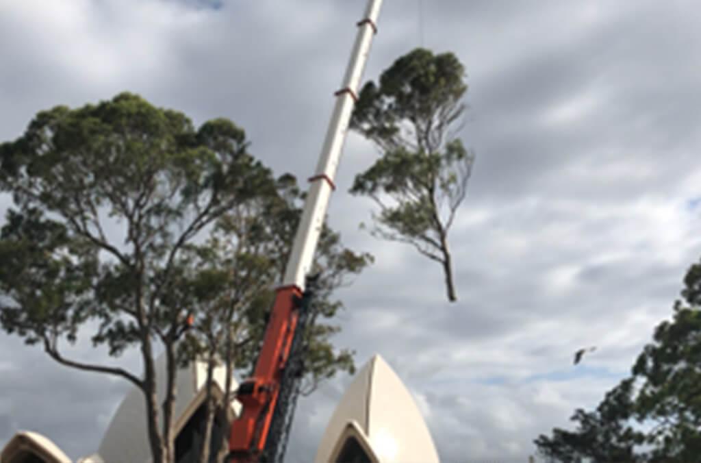 Crane with cut branch, Sydney Opera House in background