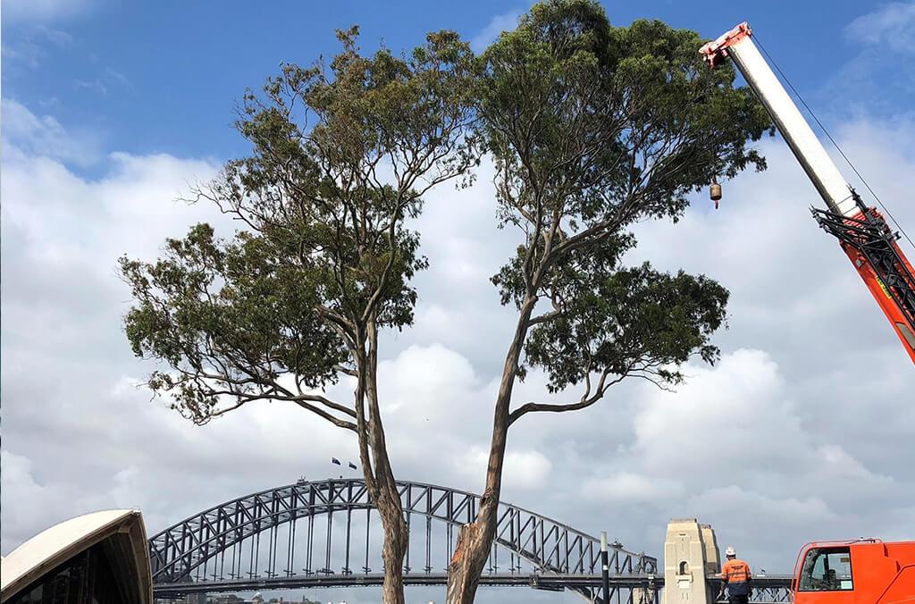 Tree on lawn with crane next to it