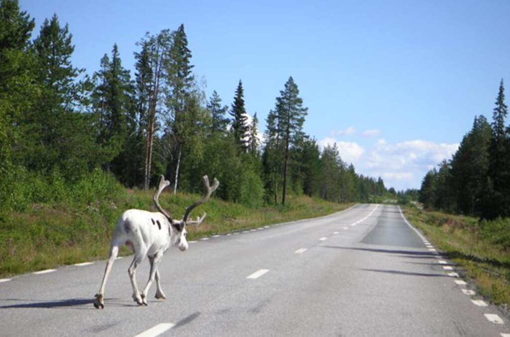 Leucistic reindeer walking on a road in a forest