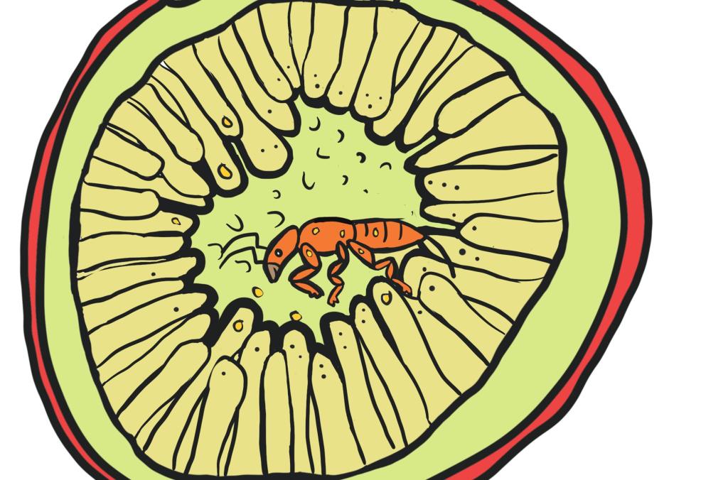 Exploring Fig Wasps Botanic Gardens of Sydney