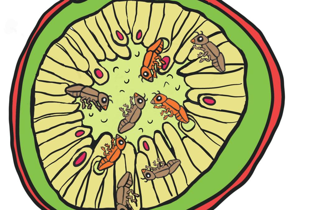 Exploring Fig Wasps Botanic Gardens of Sydney