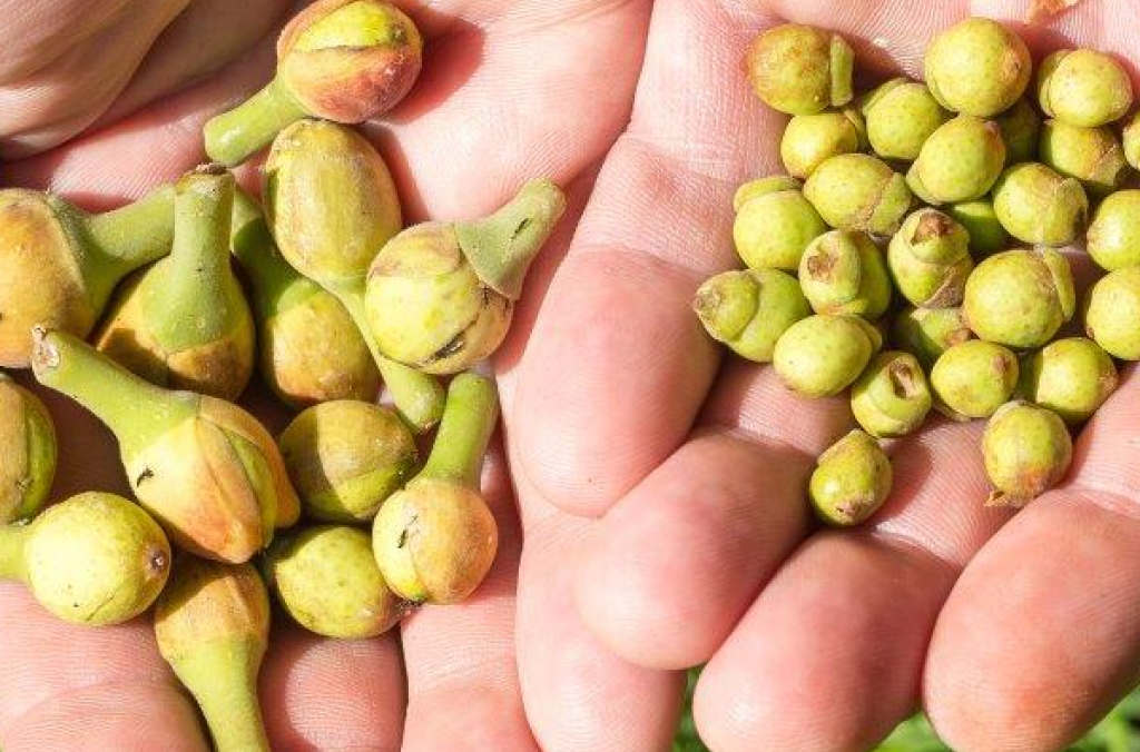 Exploring Fig Wasps Botanic Gardens of Sydney