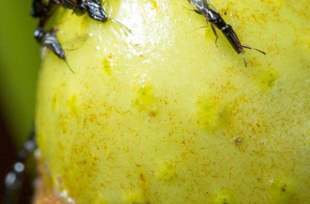 Parasitic wasps