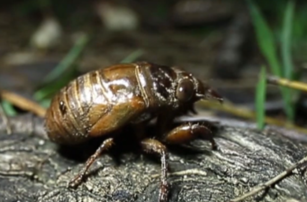 Cicada Capers | Botanic Gardens of Sydney