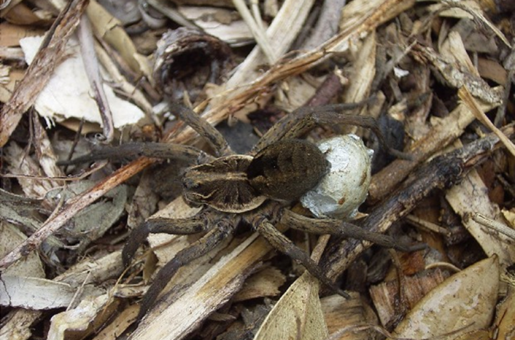 Wolf Spider
