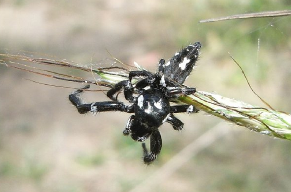Jumping Spider