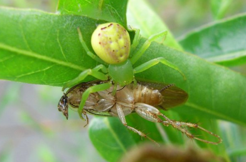 Crab Spider