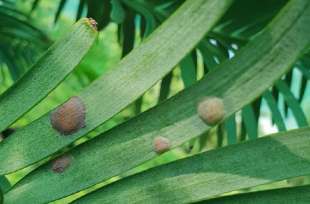 Wollemi Pine plant blisters indicate over watering