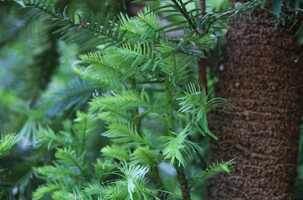 Wollemi Pine plant growth cycle in November