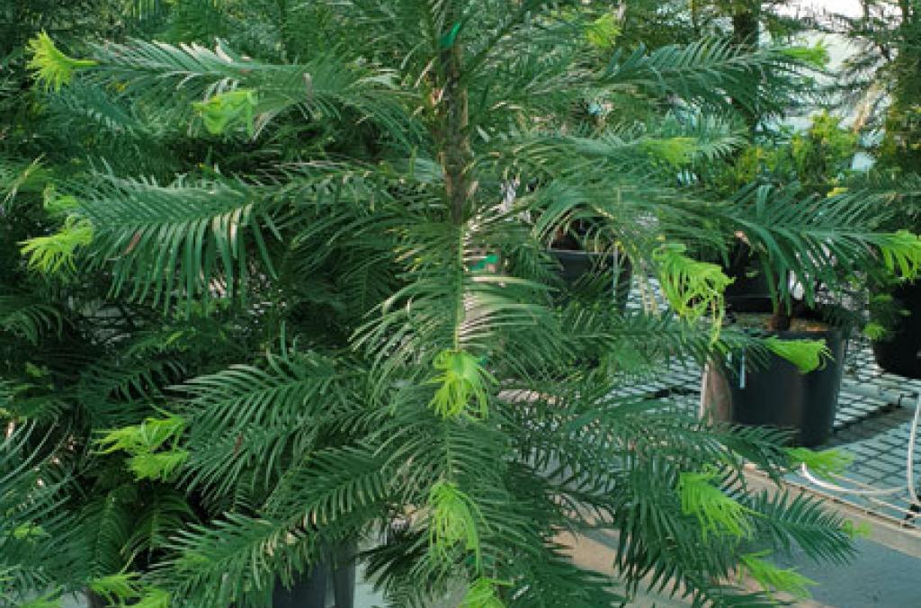 Wollemi Pine plant growth cycle in October