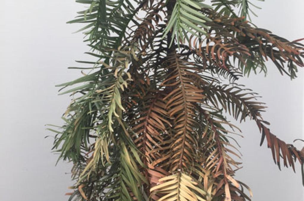Wollemi Pine plant disease Phytophthora
