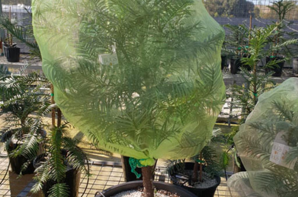 Wollemi Pine plant pest control containment of biologicals