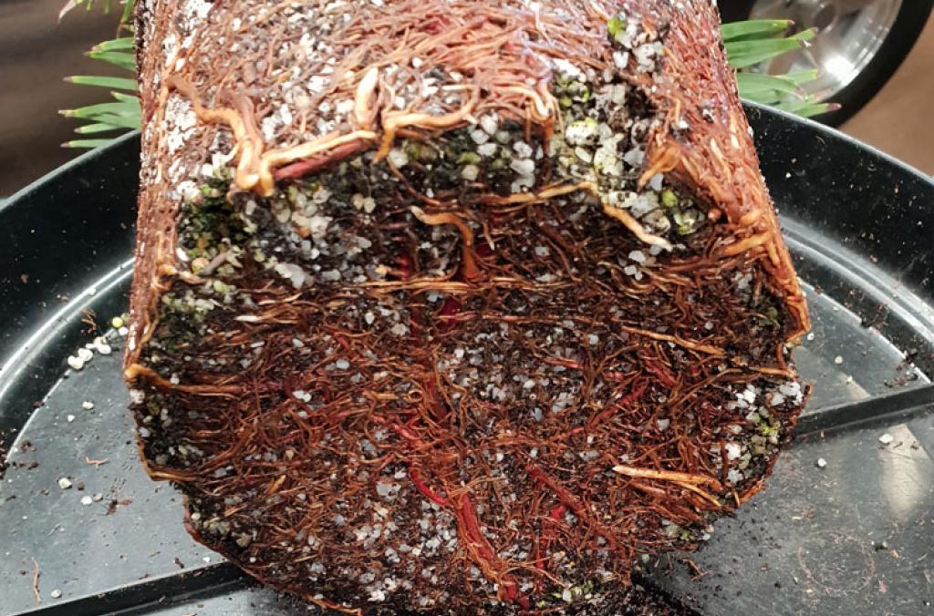 Wollemi Pine plant root pruning before base