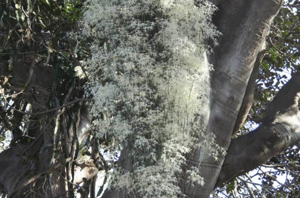 Bridal Veil Orchid