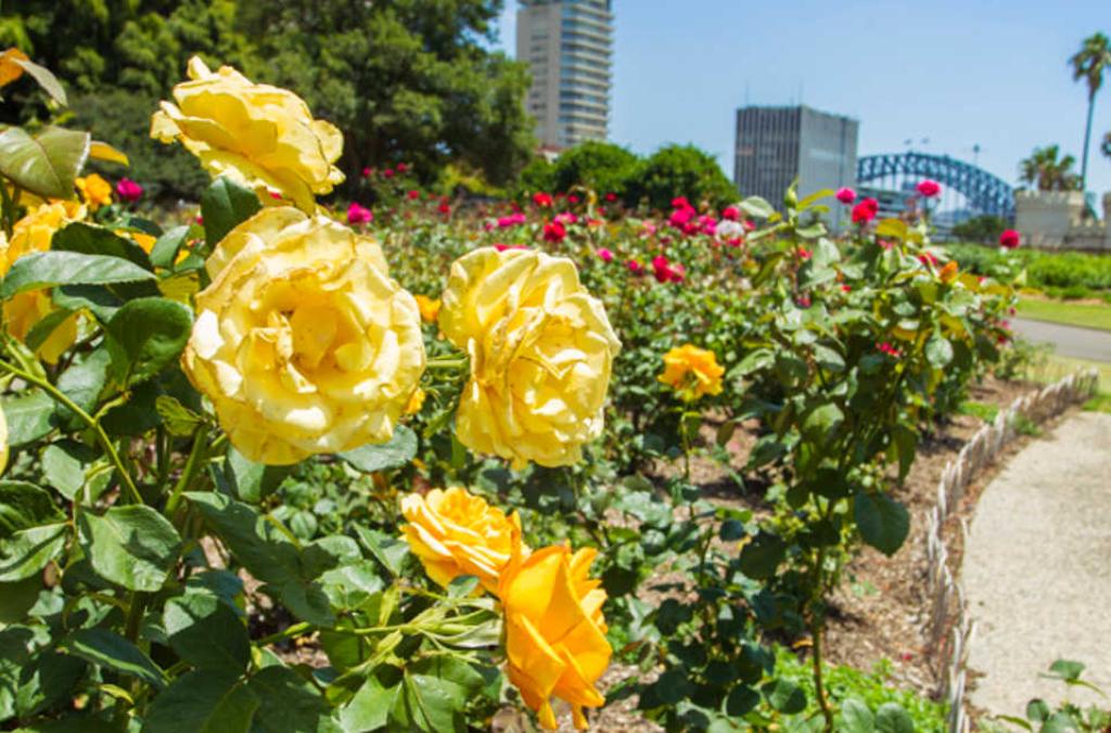 yellow rose garden hero