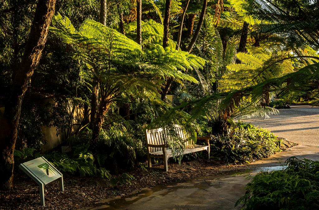 Lush tropical garden with ferns, pathway and a bench