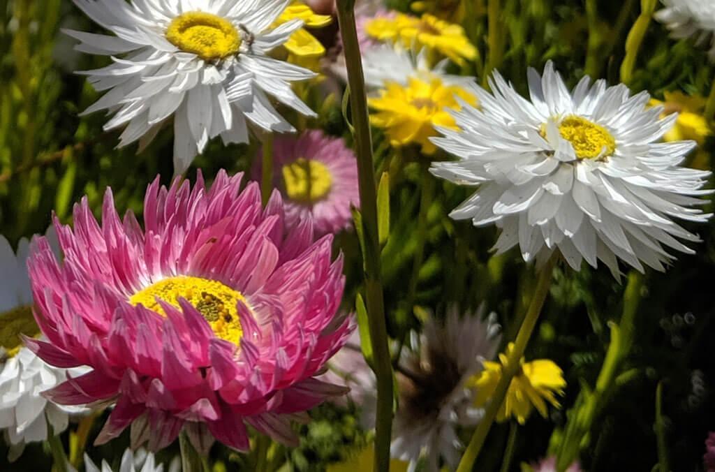 Plant adaptations | Botanic Gardens of Sydney