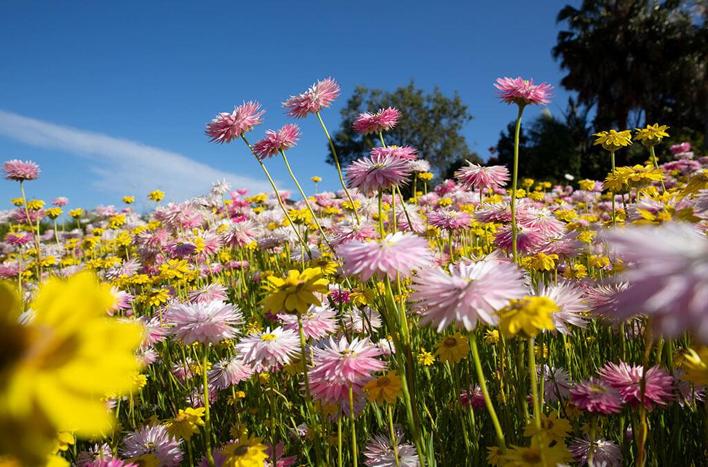 Pink and yellow paper daisies at the Australian Botanic Garden Mount Annan