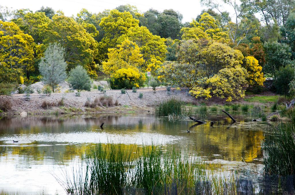 Wattle garden with acacia in flower, and small lake
