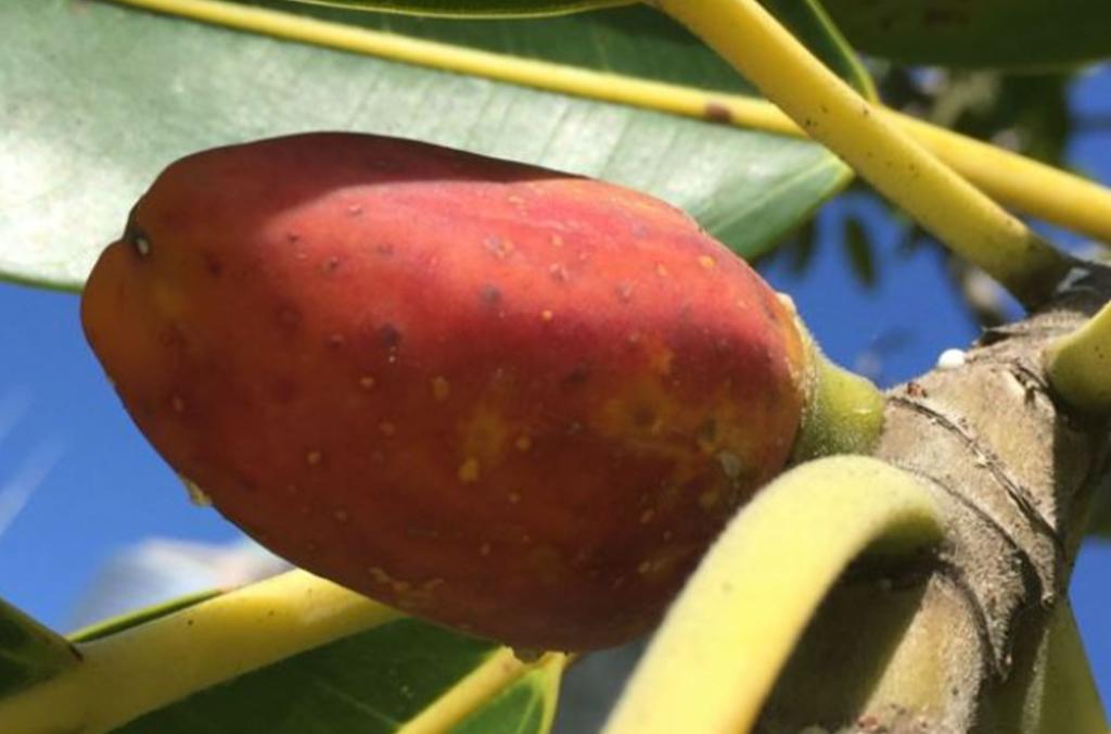 Fruit of the Banana fig, Ficus pleurocarpa
