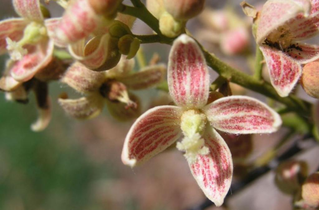 Pink and white flowers of Brachychiton rupestris, Queensland Bottle Tree