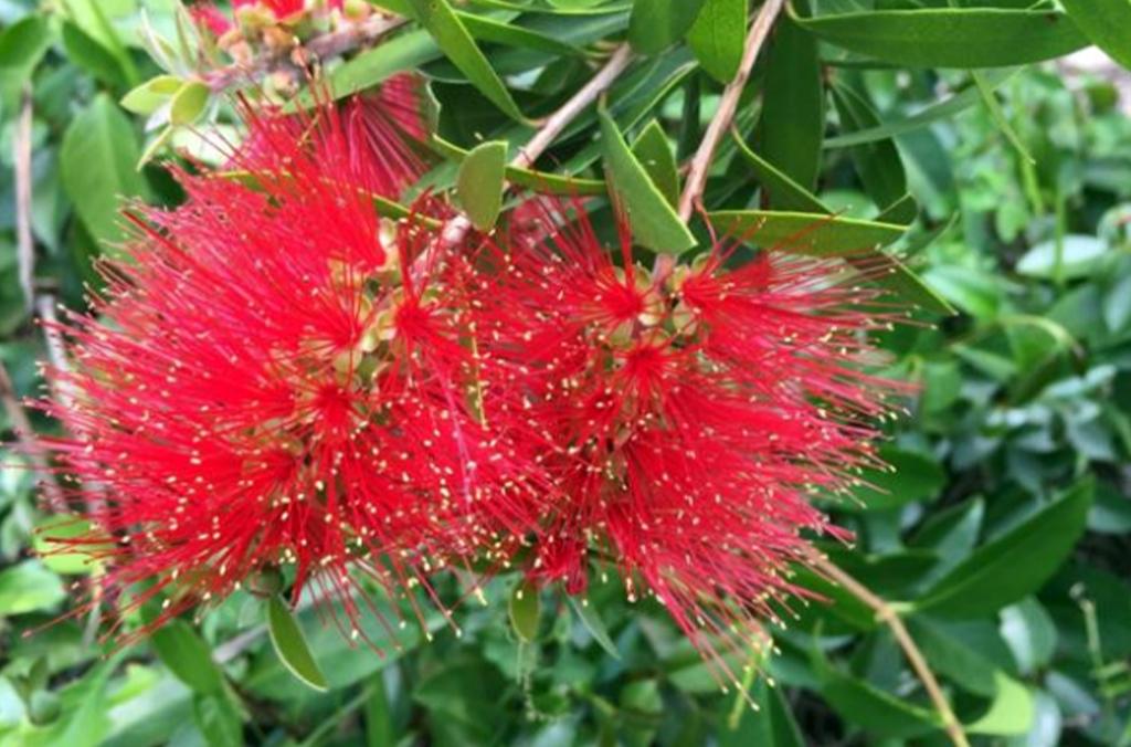 Red fluffy flowers of Callistemon comboynensis, or Cliff bottlebrush