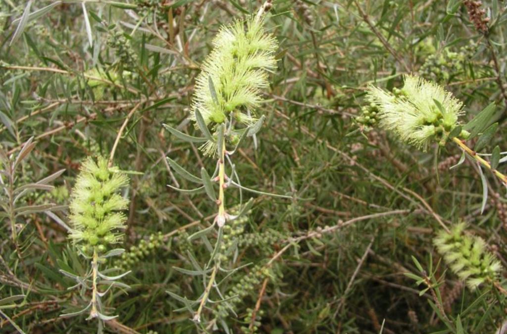 Bright green-yellow flowers of Callistemon flavovirens, Green bottlebrush